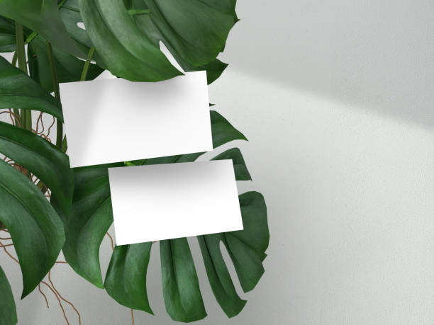 istock Business card mockup with nature leaf and shadow. Mockup design template for presentation branding. 3d Rendering 1423487193