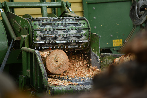 A chipping machine draws in a log of pinus radiata to be reduced to woodchip