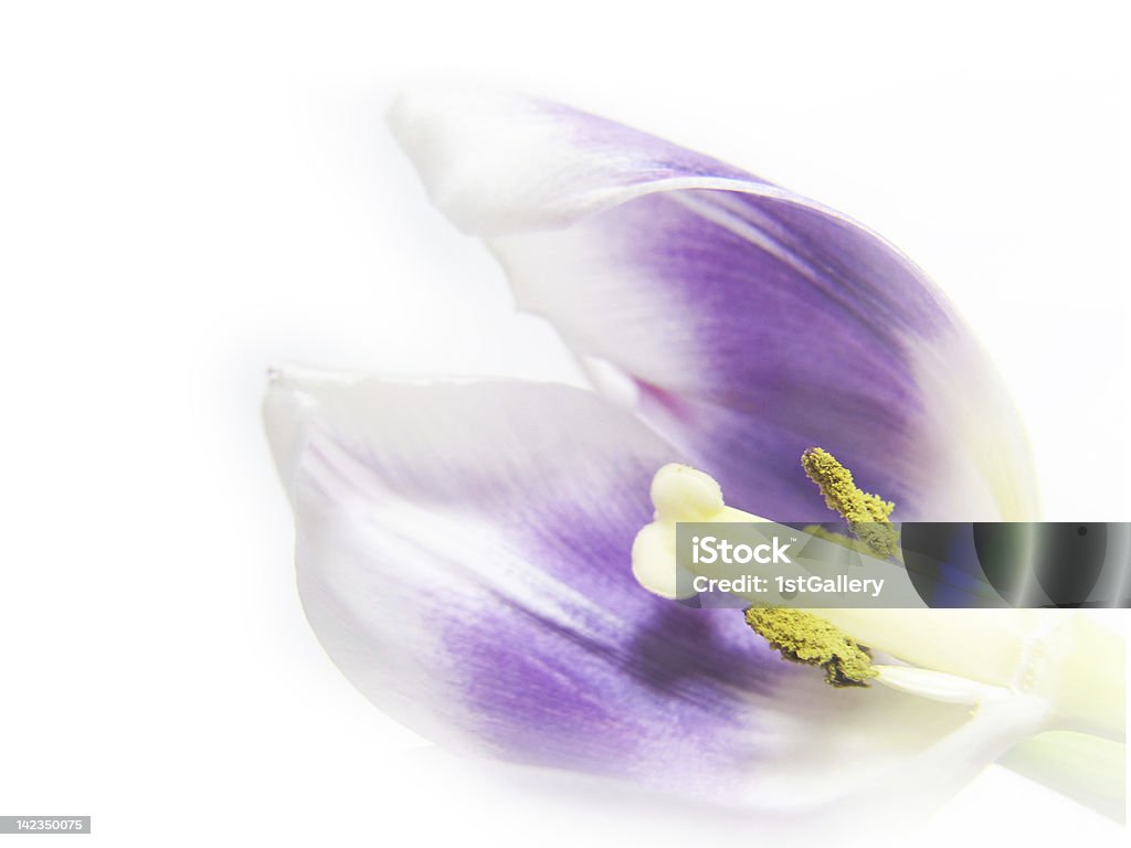 artistic tulip (Tulipa),  close-up, high key, soft image artistic tulip (Tulipa) (64),  close-up, high key, soft image Close-up Stock Photo