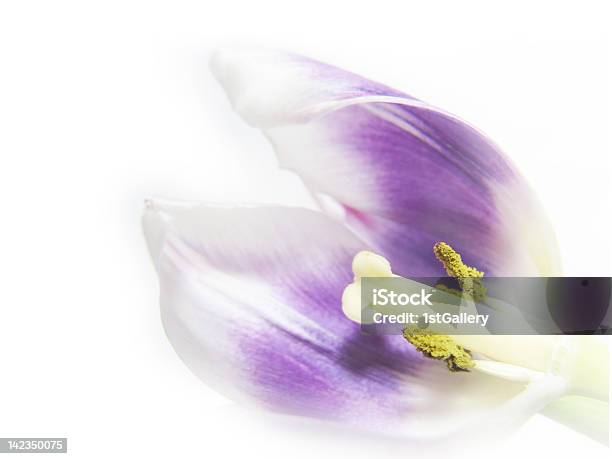 Artistic Tulip Closeup High Key Soft Image Stock Photo - Download Image Now