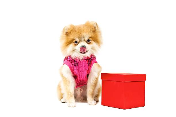 lulu da pomerânia cão ao lado de uma caixa de presente vermelha - kaine - fotografias e filmes do acervo