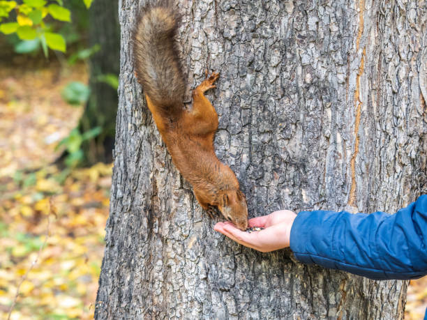 istock The boy feeds a squirrel with nuts from a hand in the wood 1423504799