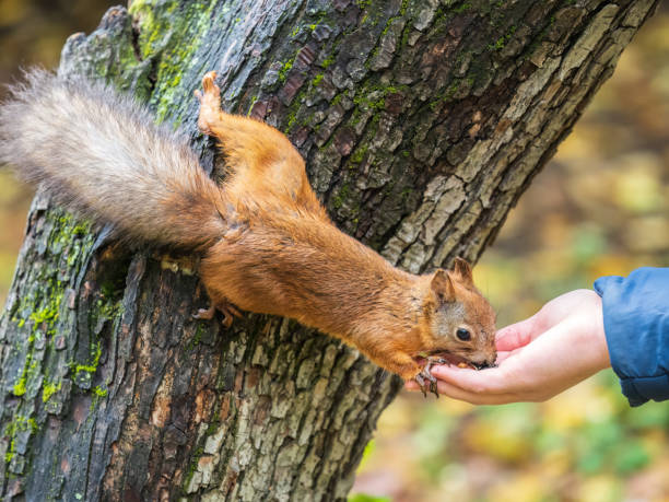 istock The boy feeds a squirrel with nuts from a hand in the wood 1423504801