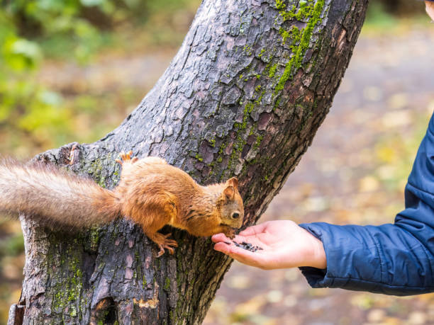 istock The boy feeds a squirrel with nuts from a hand in the wood 1423504833