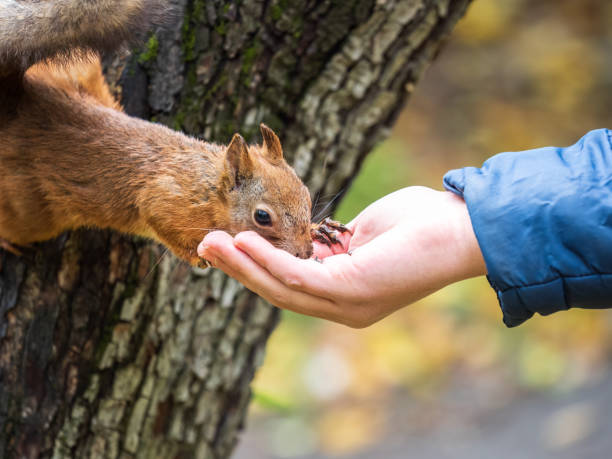 istock The boy feeds a squirrel with nuts from a hand in the wood 1423504840