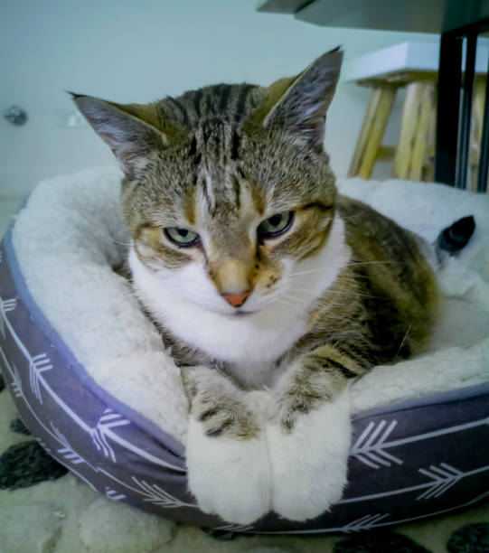istock Cat in  cuddler basket. 1423504986