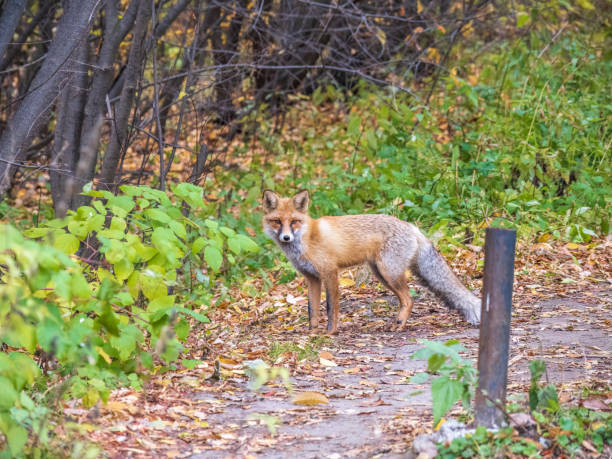 istock The red fox Vulpes vulpes walks along a path in the forest. 1423505934
