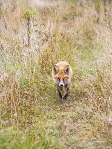 istock The red fox Vulpes vulpes walks along a path in the forest. 1423505939