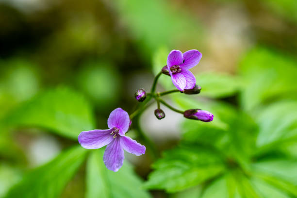 flowers captured in Bohinj valley Slovenia