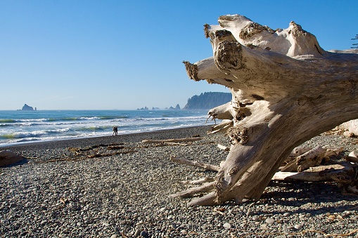 A weathered tree stump still holding on in the sand at the beach