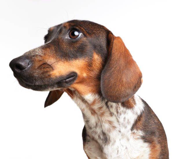 Smiling Dachshund Dog, mixed breed dog cut out on white background