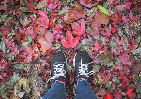 Selfie woman feet wearing black sneaker and dry maple  leaves falling on the ground with copy space. Autumn nature background.