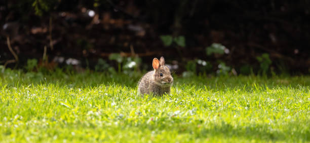 Wild Baby Rabbit sitting and eating on green grass.