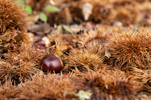 autumn texture with chestnuts on the hedgehog.