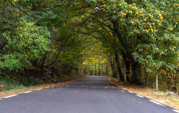 The beautiful streets of Bright in the Victorian High Country during autumn