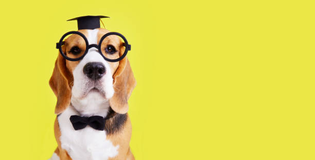 um cão beagle com óculos, gravata borboleta e um chapéu de pós-graduação em um fundo amarelo isolado. - mating ritual - fotografias e filmes do acervo