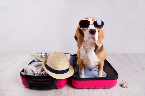 A beagle dog wearing sunglasses sits in an open suitcase with clothes and leisure items. Summer travel, preparation for the trip.