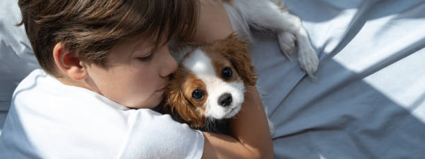 niño con un perro en un abrazo yace en la cama. dormir con mascotas. lindo cachorro cavalier king charles spaniel.
 oy con un perro en un abrazo yace en la cama. dormir con mascotas. lindo cachorro cavalier king charles spaniel.
estandarte. - pets bed bedroom animal fotografías e imágenes de stock