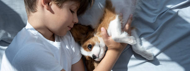 chłopiec z psem w objęciach leży w łóżku. śpij ze zwierzętami. słodki szczeniak cavalier king charles spaniel.
 oy z psem w objęciach leży w łóżku. śpij ze zwierzętami. słodki szczeniak cavalier king charles spaniel.
sztandar. - child house dog bed zdjęcia i obrazy z banku zdjęć