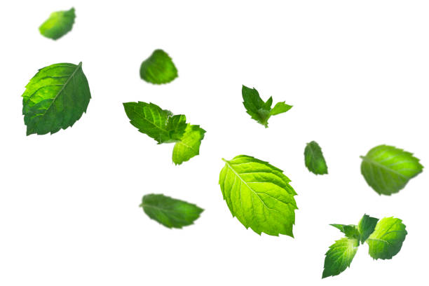 Levitation of mint leaves isolated on white background.
