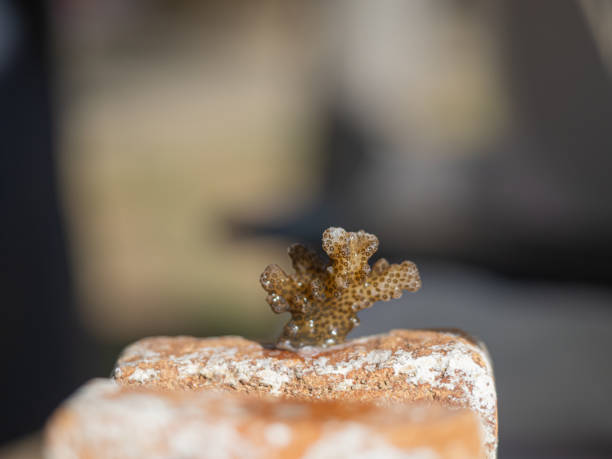 frammenti di corallo di cavolfiore (pocillopora darmicornis) su piastrelle di argilla. - restaurazione foto e immagini stock