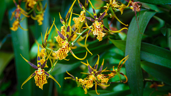 Arachnoid brassia orchid flowers at the Singapore Botanic Garden