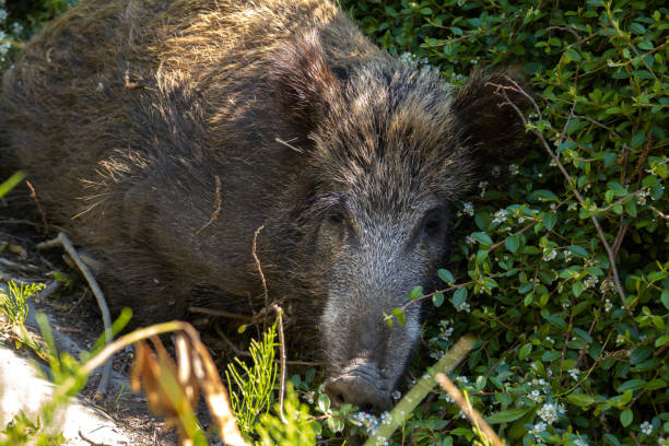 Brown Bush Hog Stock Photos, Pictures & Royalty-Free Images - iStock