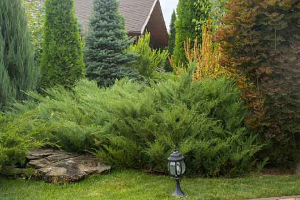 istock Landscaping. Used trees and shrubs. Thuja, coniferous trees, juniper. 1423525210