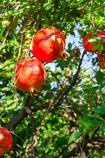 Ripe red pomegranates hang on branch ready to be harvested.