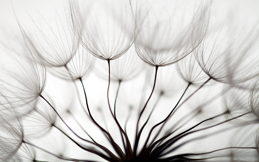 Dandelion seed on white background.