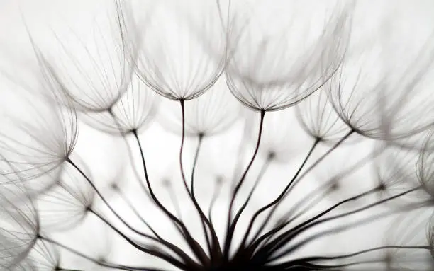 Photo of Dandelion seed