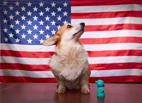 A corgi dog in front of the American flag. Election Day. 2022 midterm elections in the United States of America. The concept of political elections.