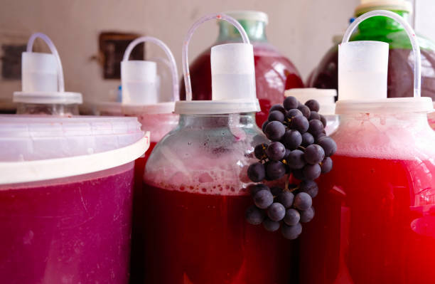 istock Fermentation of red wine. Glass jars. Plastic lids with air locks for wine fermentation. 1423530484