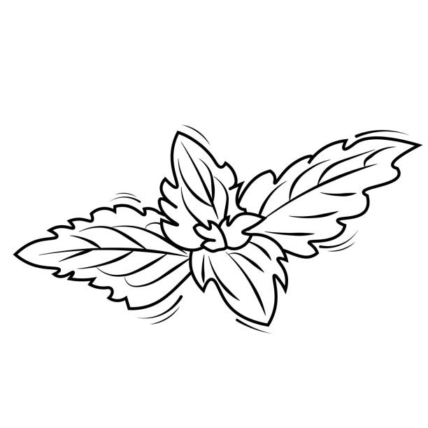 schwarz-weiß-mint-illustration - herb spice basil mint stock-grafiken, -clipart, -cartoons und -symbole