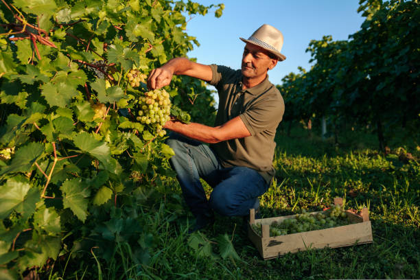 il contadino maschio del vigneto raccoglie i grappoli d'uva dalla vite accuratamente impilati in una scatola. - asian country foto e immagini stock