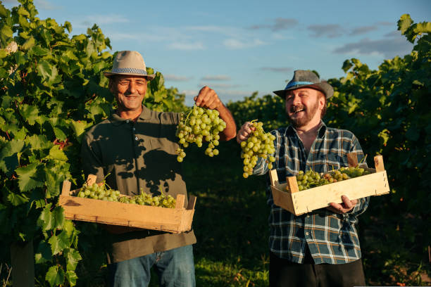 looking at camera smile happy in vineyard two elderly winegrower men in one hand bunch of grapes Front view looking at camera smile happy in vineyard two elderly winegrower men in one hand a box in the other a bunch of grapes. Farmers brothers joyfully and proudly show the harvest. moldova stock pictures, royalty-free photos & images