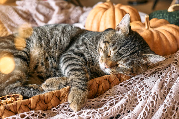 istock Cute tabby cat with pumpkin. Gray kitty sleeping hugging with pumpkin in wicker basket on woolen lace blanket. Fall mood, autumn vibes. Thanksgiving day. 1423532320