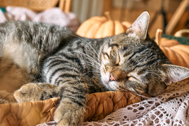 istock Cute tabby cat with pumpkin. Gray kitty sleeping hugging with pumpkin in wicker basket on woolen lace blanket. Fall mood, autumn vibes. Thanksgiving day. 1423532957