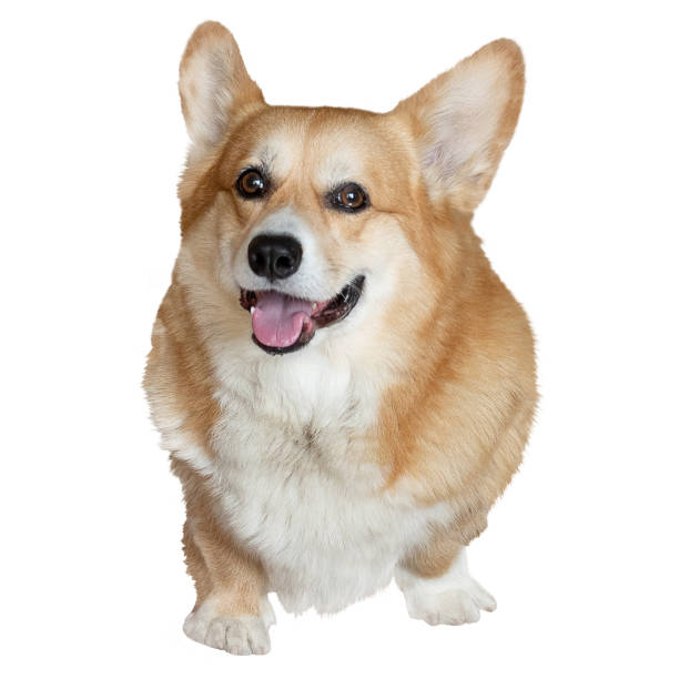 istock ginger pembroke welsh corgi dog isolated on white background 1423533212