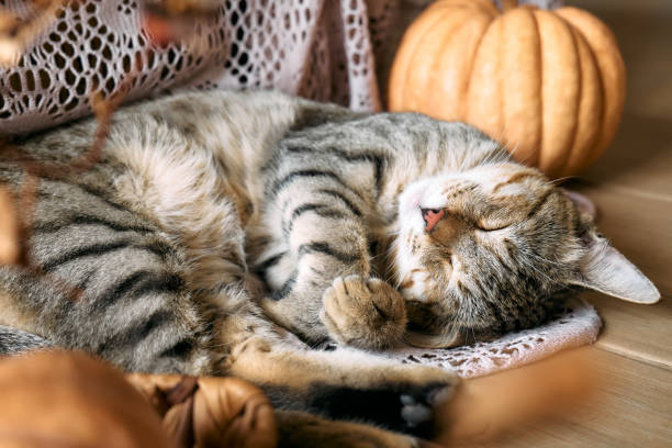 istock Cute tabby cat with pumpkin. Gray kitty sleeping hugging with pumpkin on woolen lace blanket. Fall mood, autumn vibes. Thanksgiving day. 1423533377
