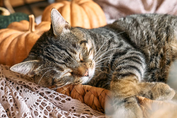 istock Cute tabby cat with pumpkin. Gray kitty sleeping hugging with pumpkin in wicker basket on woolen lace blanket. Fall mood, autumn vibes. Thanksgiving day. 1423533456