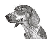 istock Friendly Dachshund, Mixed Breed Dog 1423533557