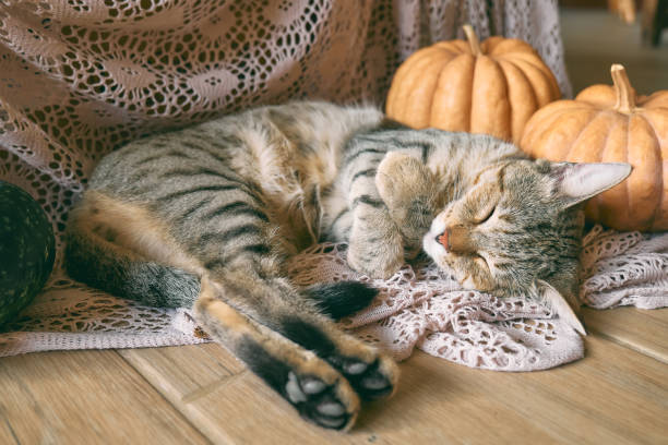 istock Cute tabby cat with pumpkin. Gray kitty sleeping hugging with pumpkin on woolen lace blanket. Fall mood, autumn vibes. Thanksgiving day. 1423534872