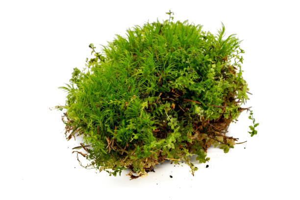 istock Green moss from the forest isolated 1423535555