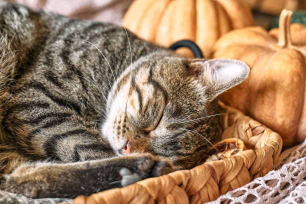 istock Cute tabby cat with pumpkin. Gray kitty sleeping hugging with pumpkin in wicker basket on woolen lace blanket. Fall mood, autumn vibes. Thanksgiving day. 1423536369