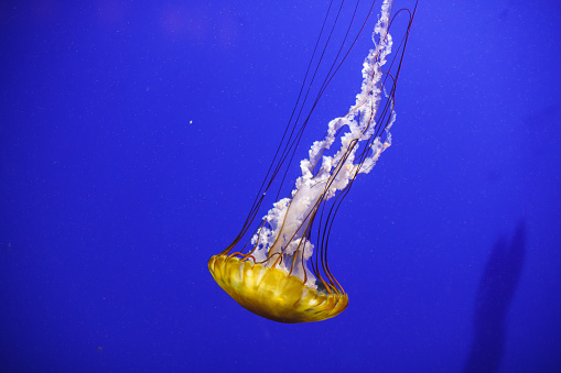 Copy space shot of yellow jellyfish gracefully swimming in deep blue waters of an aquarium.