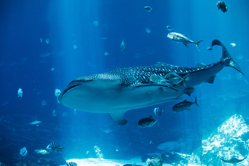 Full length shot of a big shark and small fishes swimming around a blue aquarium.