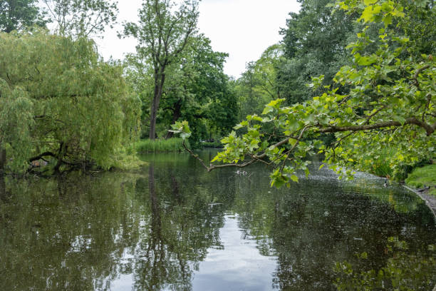 istock Vondel Park at Amsterdam Netherlands. Trees reflection on lake, nature blue sky background. 1423539977