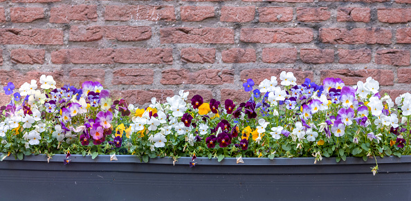 Blooming colorful pansies with green fresh leaves in blue parterre at Netherlands, Holland. Red brick wall background.