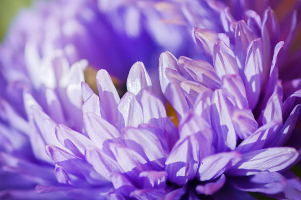 istock Closeup  of blue flower aster 1423540334